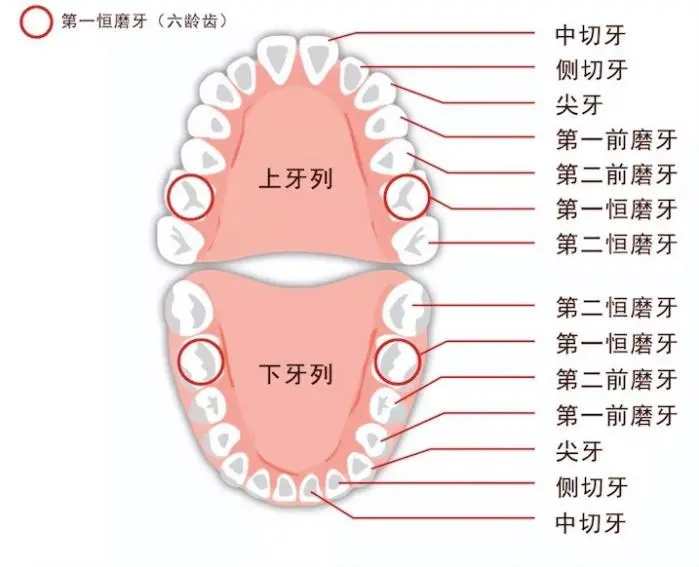 孩子一口好牙关键就在这几点