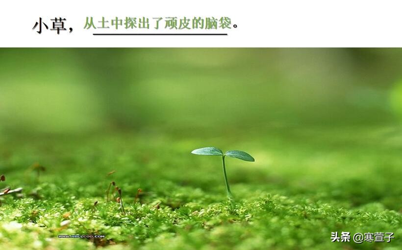 拟人句、比喻句傻傻分不清？看这里