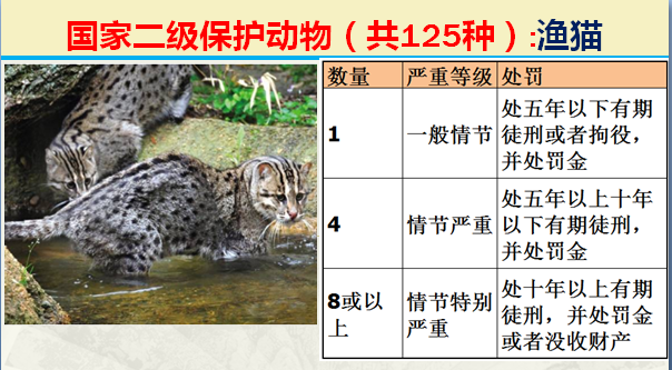 国家保护动物分几个等级（125类二级野生保护名录）