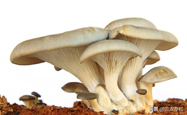 平菇栽培技术，想要种植土质很关键，去看看是怎么种植的