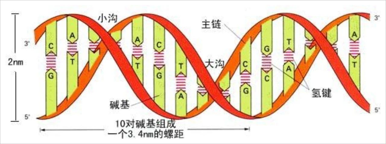 富兰克林资料经历(富兰克林：隐于幕后的DNA之母，以及她被误解却又伟大的短暂一生)