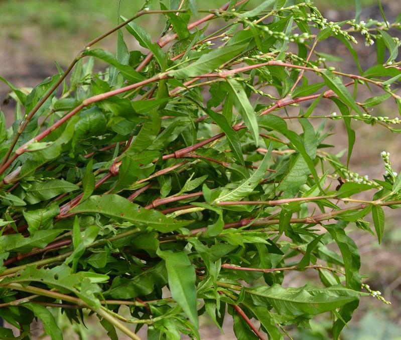 这些鱼太灵敏了,所以就用想出了老办法,那就是用这种辣蓼草将它们迷晕