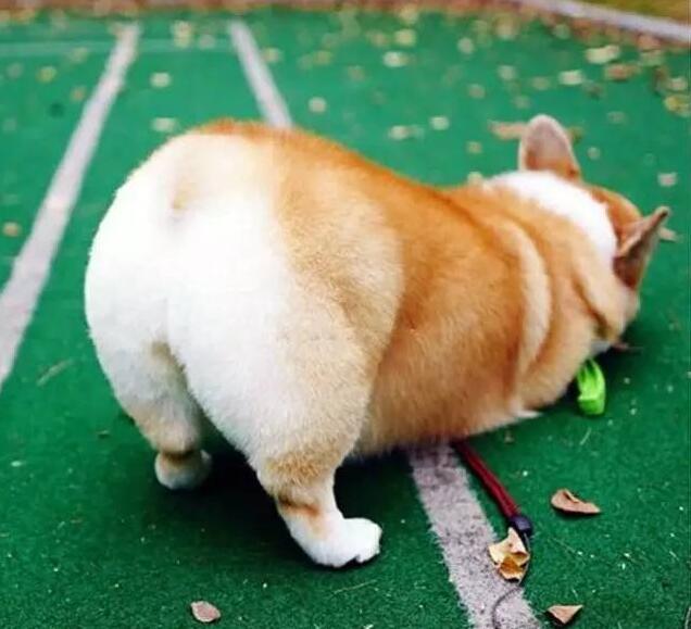新手养狗必看：国内十大流行犬种横向对比