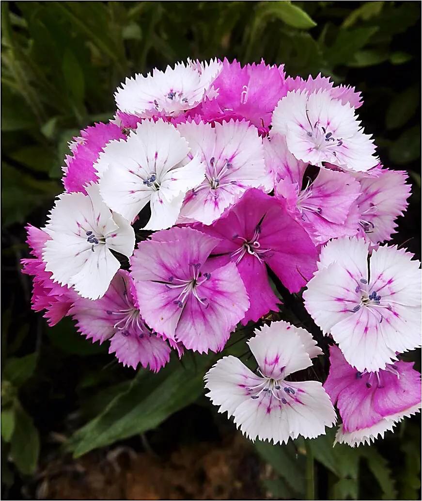 石竹子(美丽的头石竹)