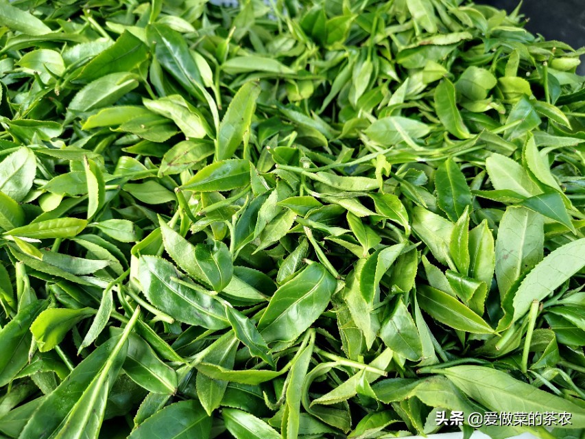 喝乌龙茶的好处和坏处("3步"看出乌龙茶的好坏,买乌龙茶实用型攻略,教