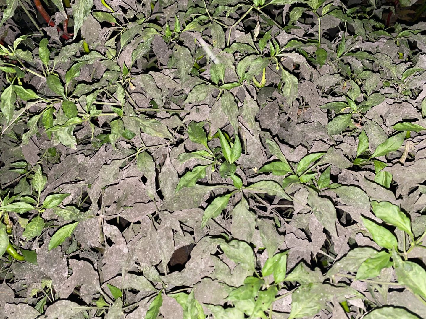 辣椒“白粉虱”愈发严重，总感觉打不完？那是你忽略了对卵的防治