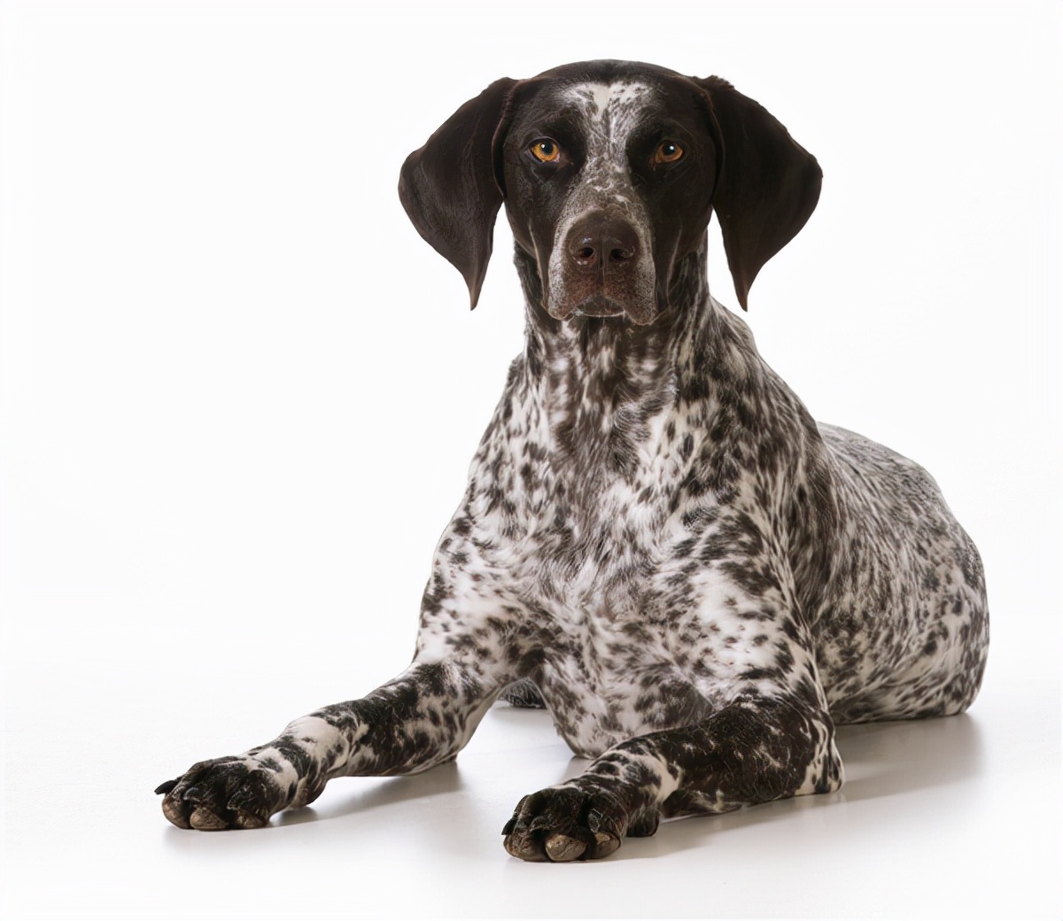 世界犬种智商排名榜前 30 名的聪明狗狗