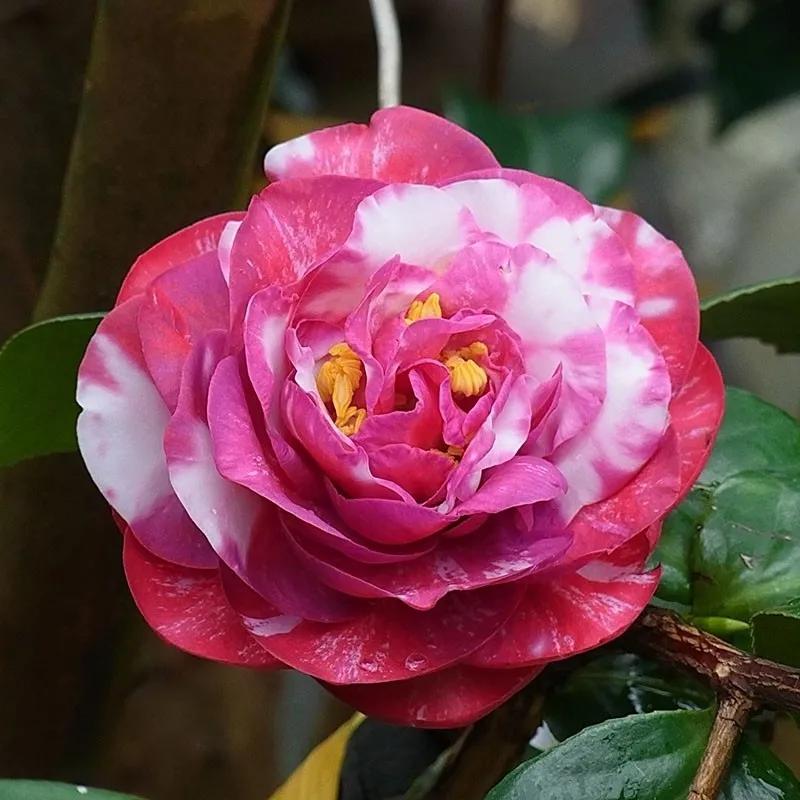 花期长好养护的茶花-花期长好看又好养的茶花 - 114知识网