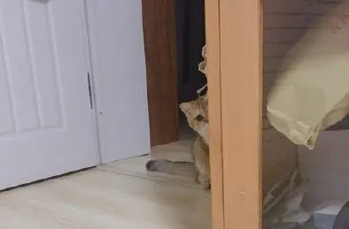 猫咪突然拉肚子了，该怎么办？