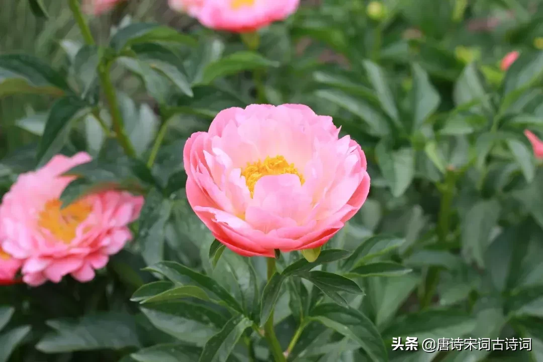 15种开在春天里的花,送给大家15种春天里的诗意