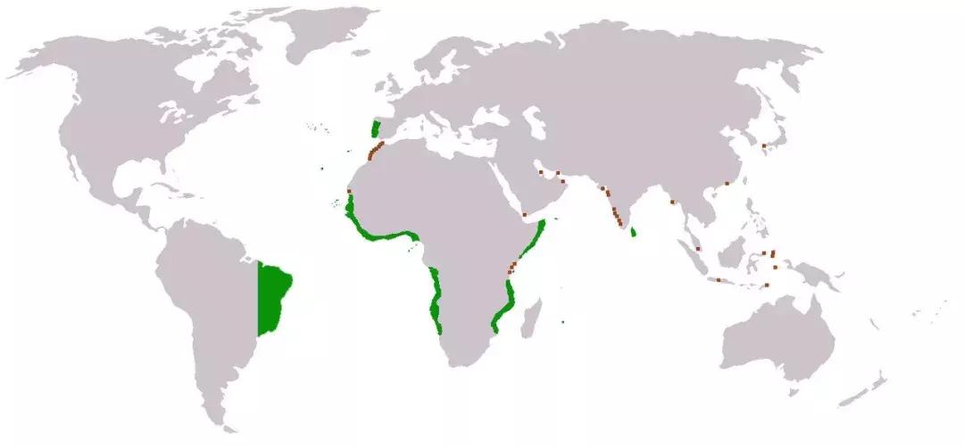 争夺巴西：荷兰与葡萄牙在南美的殖民地较量