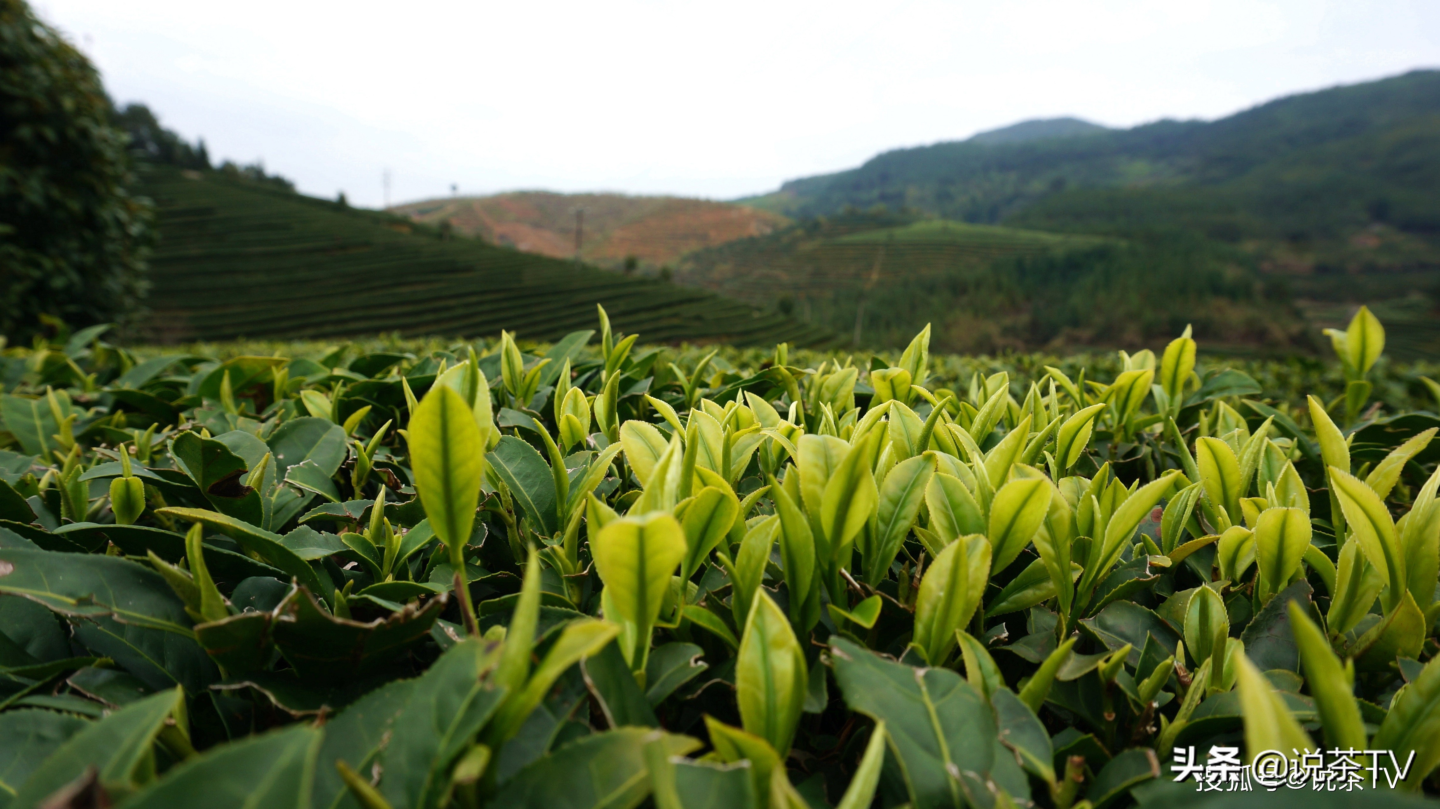 古田红茶:百年历史 茶香再次飘扬丨福建特色小品种茶优秀征文