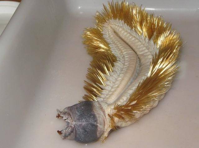 三,海鳞虫独角仙属于完全变态昆虫,会经历卵,幼虫,蛹,成虫四个阶段.