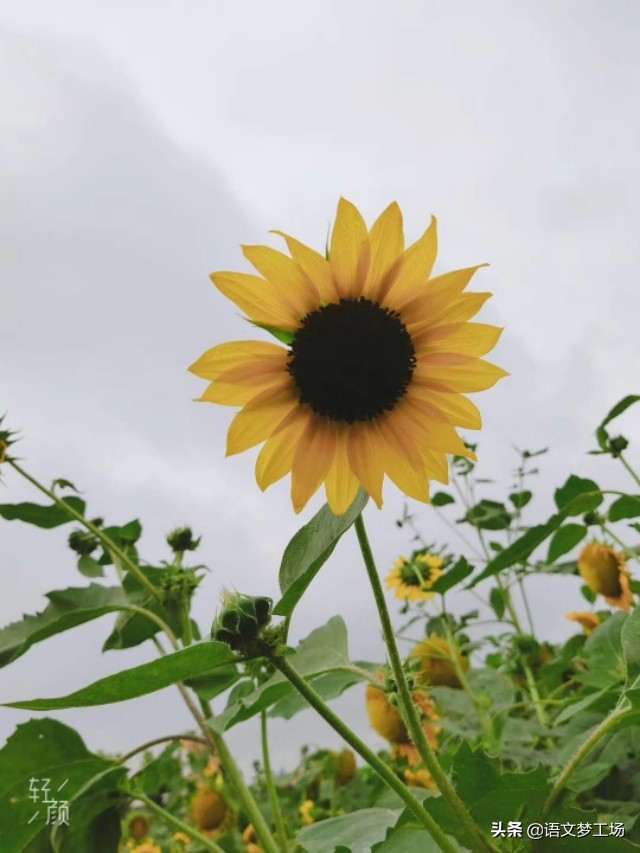 叙事类中考满分作文5篇，选材独特，脉络清晰，吸引阅读