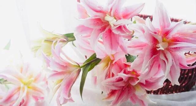 疫情·考场佳作《说谎的百合》月色敞怀吻百合，百合探头迎月色