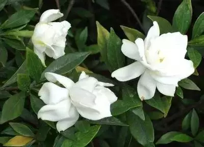 各种花的寓意及花语（100种花的花语大全）