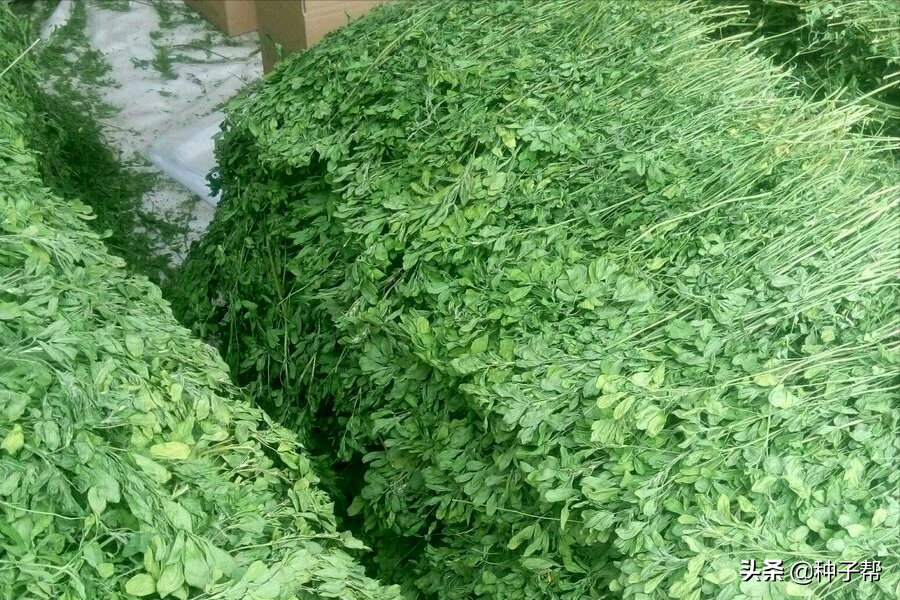 東北耐寒牧草，耐寒-40度，“牧草之王”紫花苜蓿，收割加工流程