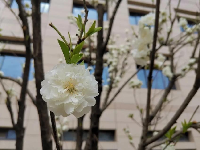 神仙颜值！惊艳众人！陕西高校“最美校花”高清大图曝光