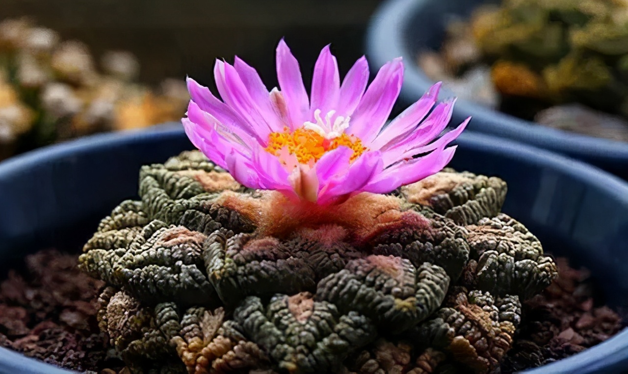 龟甲牡丹，真的是百年才长巴掌大小吗？