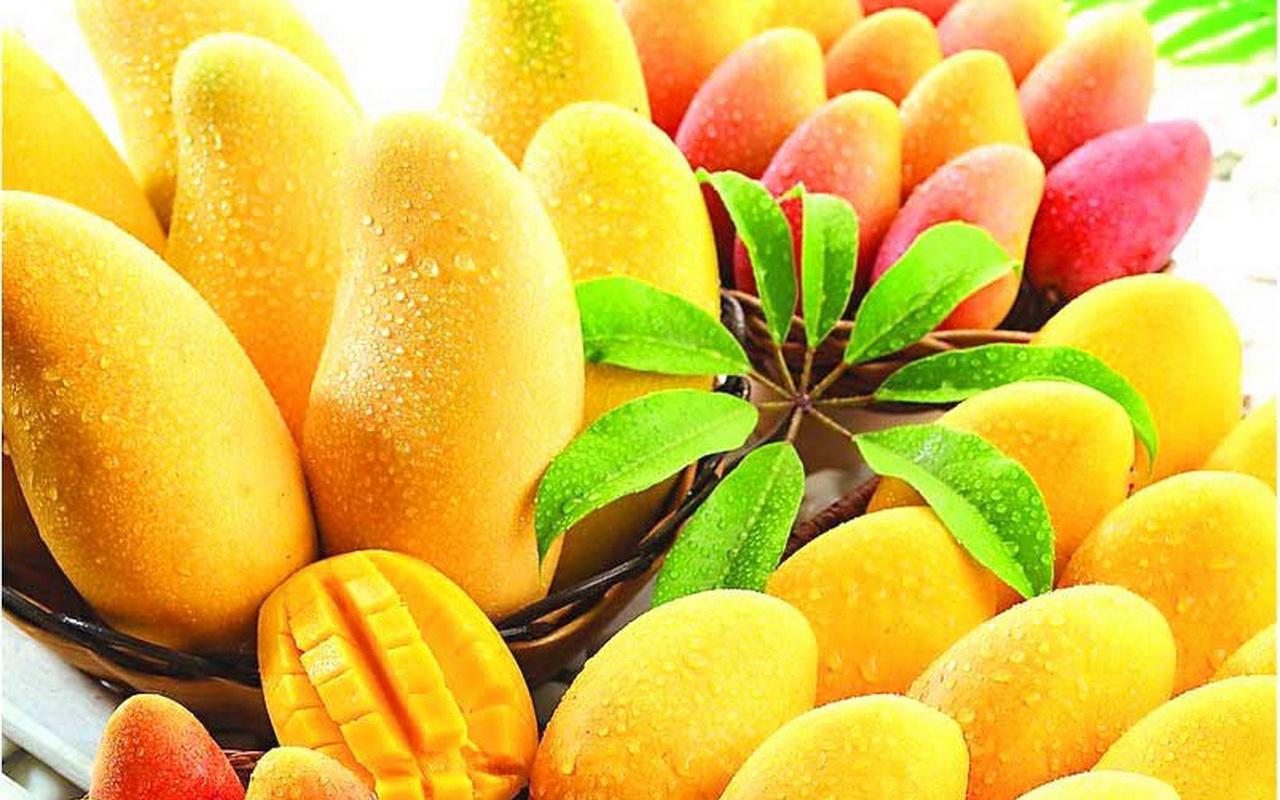 贵妃芒和金煌芒果哪个好吃 教你如何选择各种品质的芒果