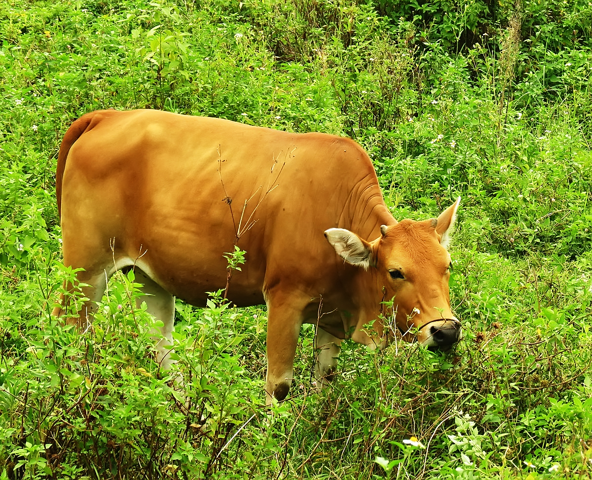 黄牛肚子胀气怎么医治 黄牛肚子胀气怎么解决 - 情书号