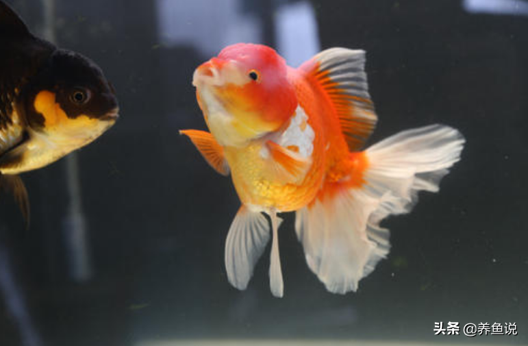 养好金鱼的核心只有这两个，如果你养不好金鱼，检查是否做到位