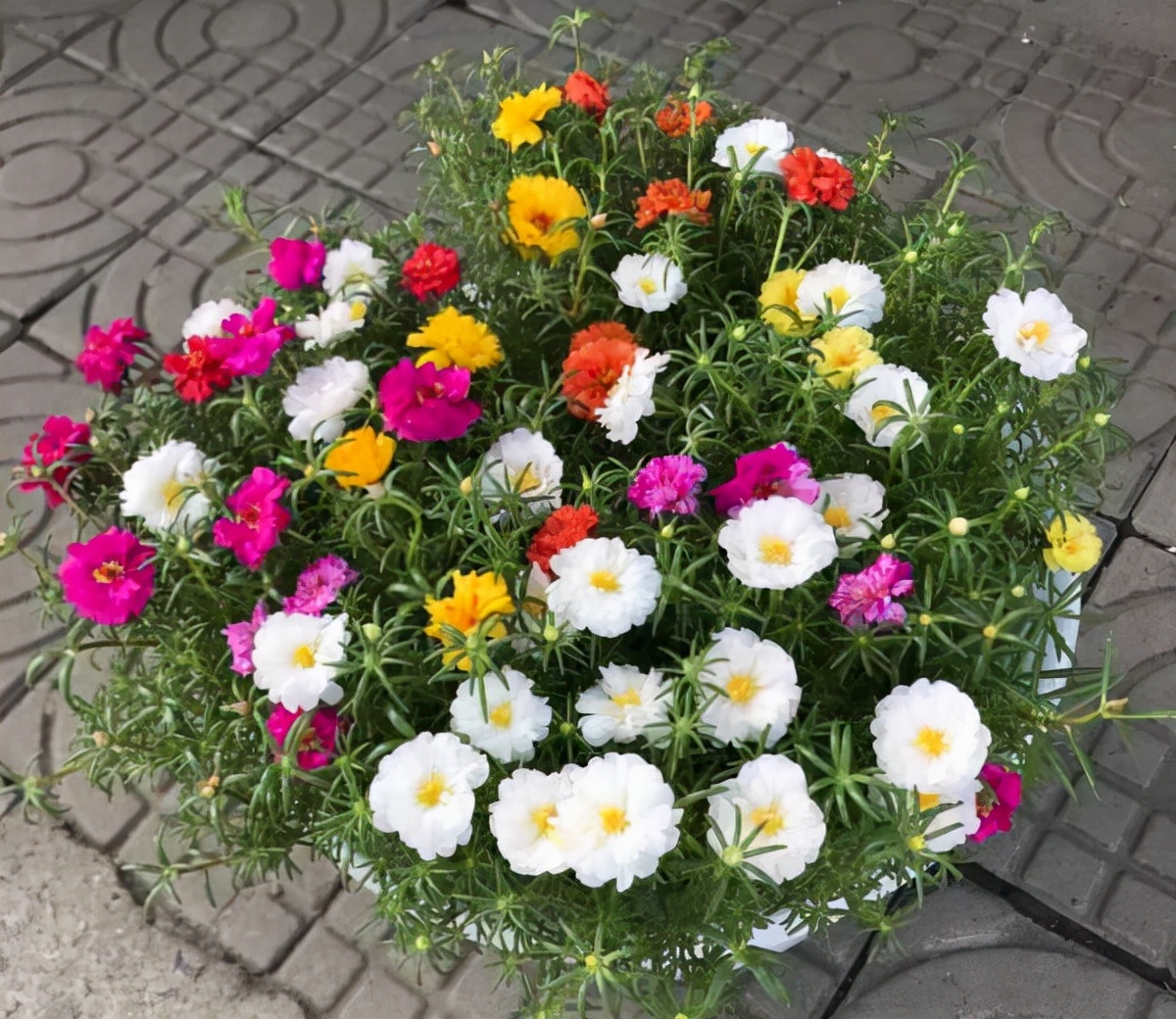 公认好养的“十种花”，绿萝只能排最后一名，养死过一半的请举手