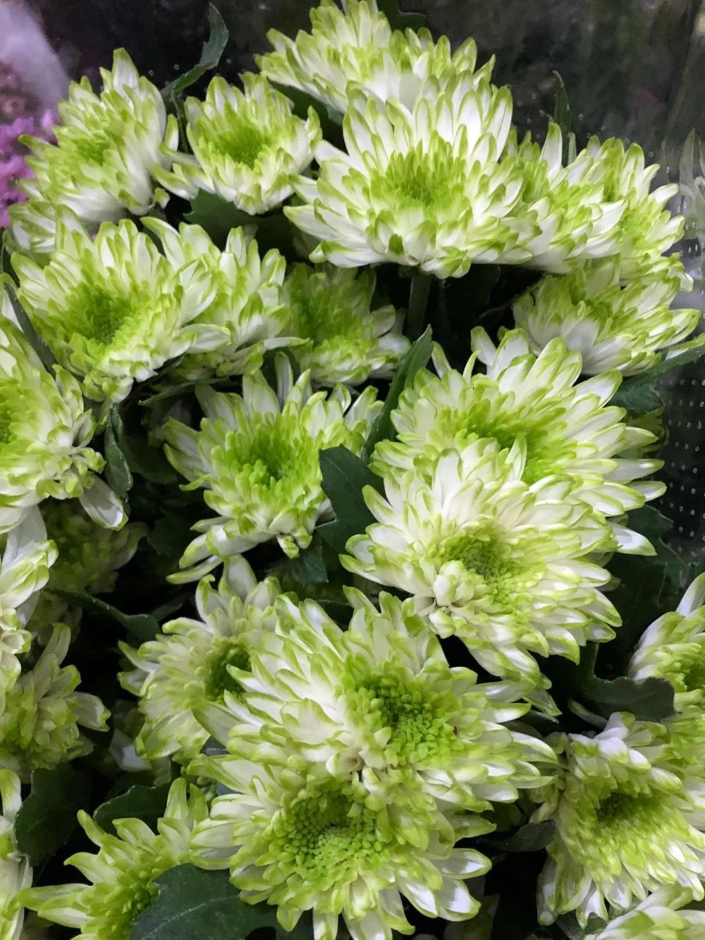 小雏菊花期（小雏菊花期较长养护得当可更长）