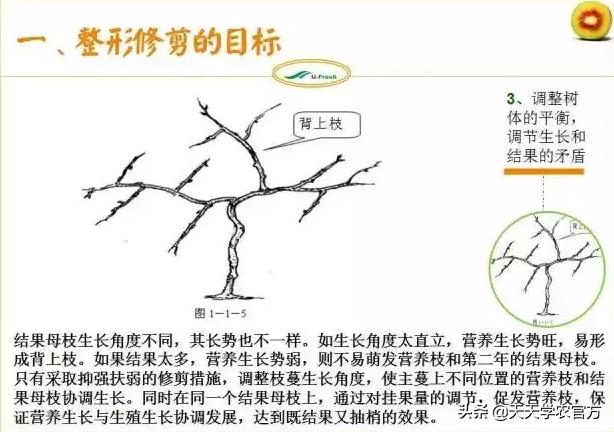 15张图看懂猕猴桃修剪技术，想种好猕猴桃的朋友，赶紧收藏