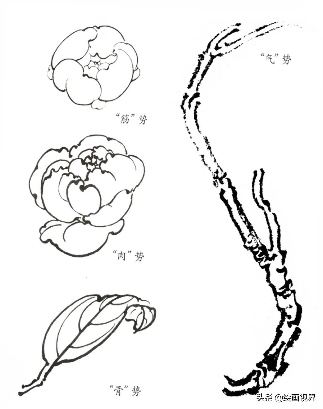 白描牡丹不會畫?從線條到造型,圖解示範教你畫,保證你一學就會