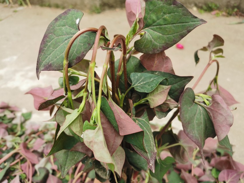 农村天然野生菜，鱼腥草，即可以当菜炒着吃，又能当茶喝