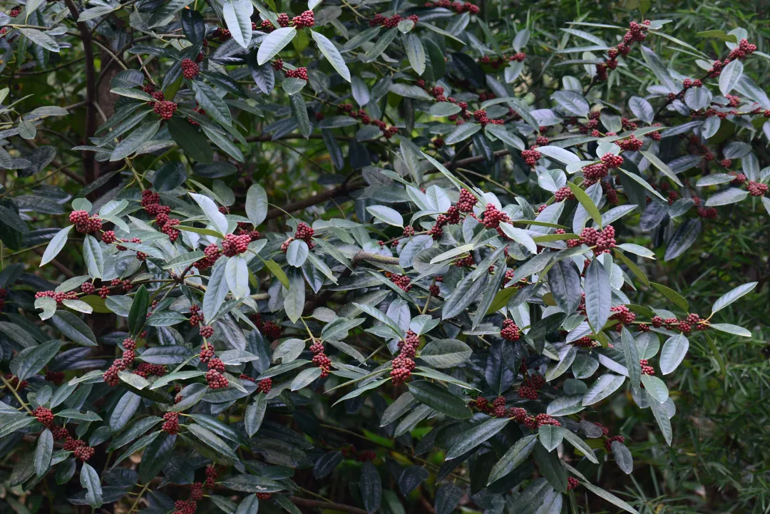 谁曾想爷爷奶奶泡的茶，摇身一变竟成了“花中爱马仕”