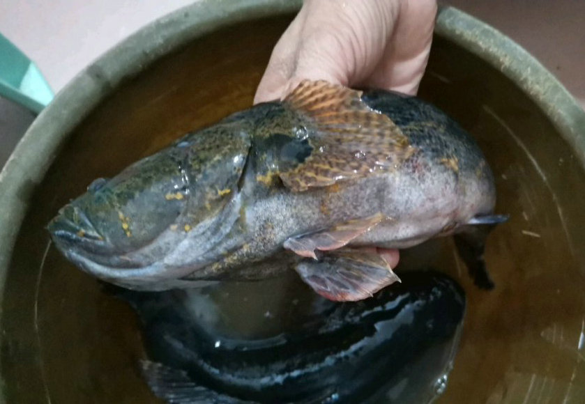 水库干涸，有人捡到两条“黑壳怪鱼”，一公斤一条，能吃吗？