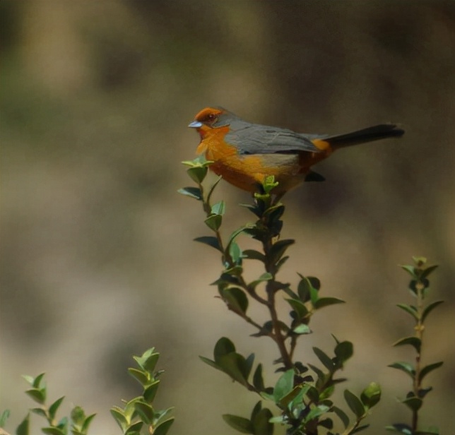 鹀怎么读？鹀的读音和意思