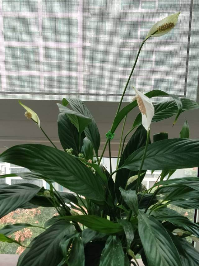 6種植物不見光也能長得好，適合北陽臺養(yǎng)護，耐陰效果超好