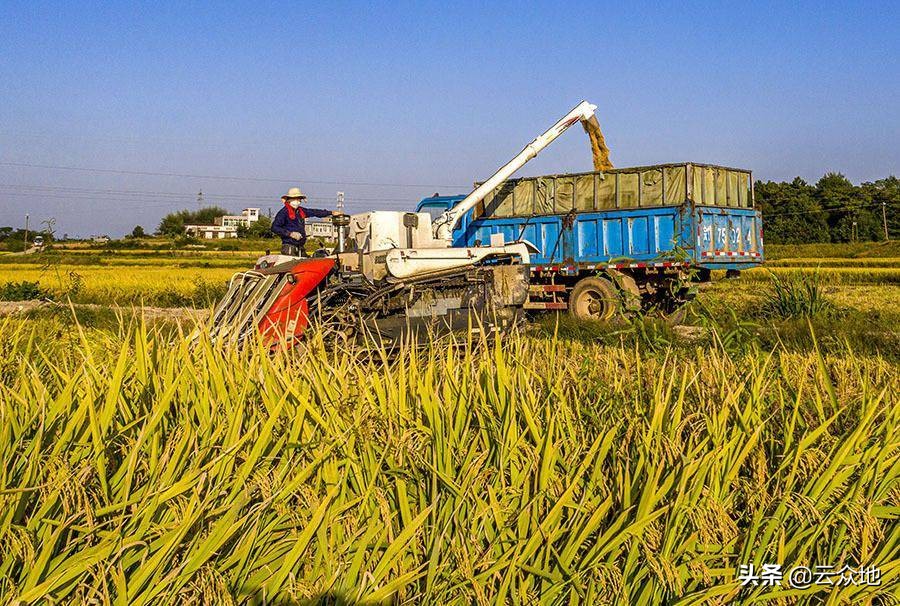 今年稻谷粒重、品质稍好于去年，为何稻谷价格反而降了？