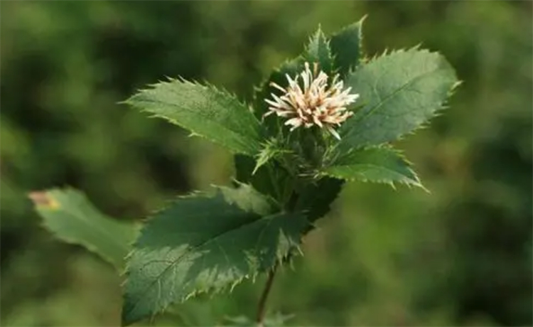 树林边1种开白花的野草，名字叫“苍术”，根茎有妙用，价值珍贵