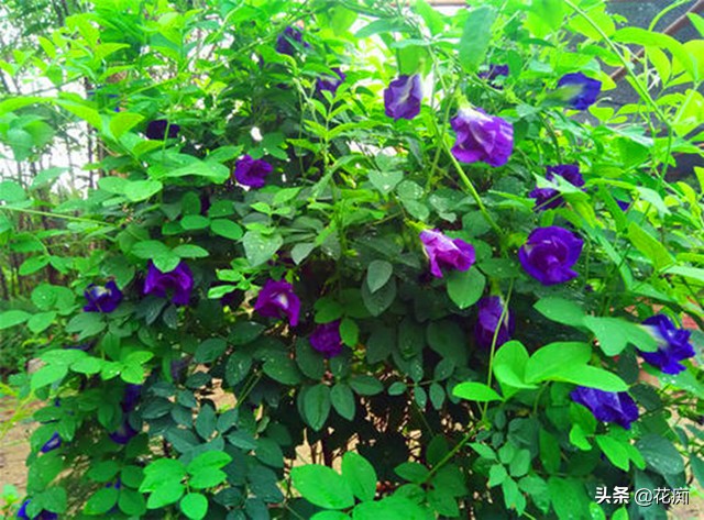 蝶豆花茶的功效与禁忌,蓝蝶花茶功效_友友