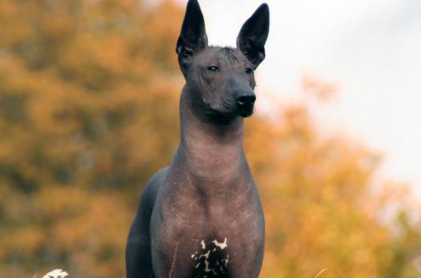 世界杯茶杯犬(宠物狗百科全书（上）中小型犬有哪些品种？各有怎样的性格特点？)