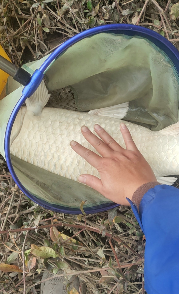 钓起一条体型惊人的"白色怪鱼",却让他一时分不清到底是鲫鱼还是鲤鱼