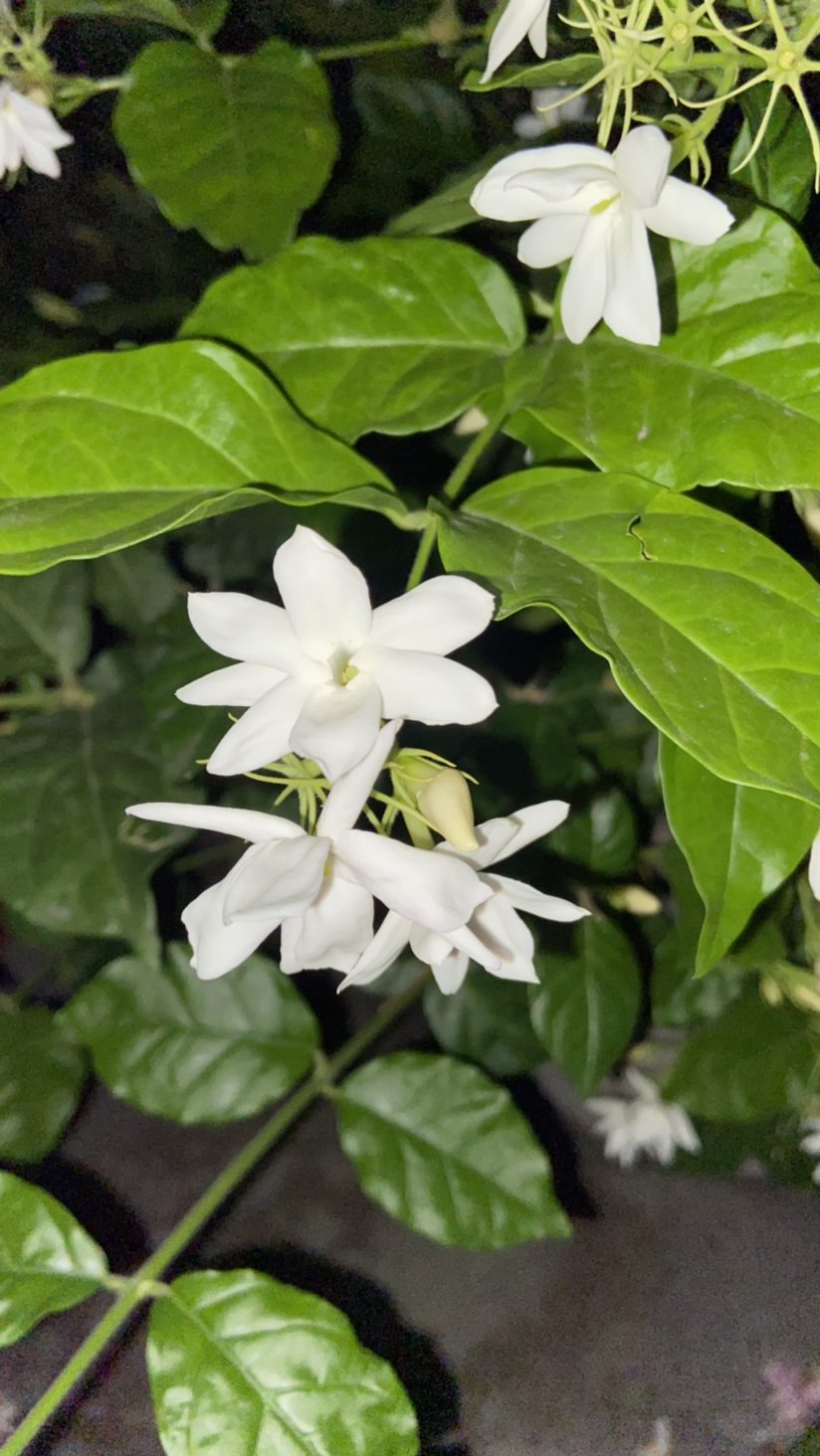 花草的图片大全（100种常见花图鉴一览表）