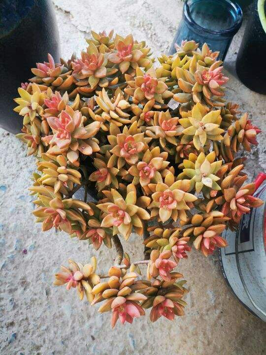 天气越来越热，植物开始进入休眠状态，抓住要点养护是关键