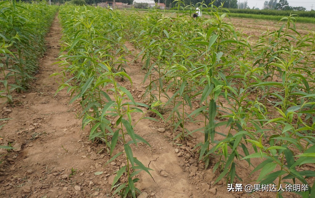 桃树夏季嫁接时间和方法（桃树夏天嫁接时间和方法）-第5张图片-昕阳网