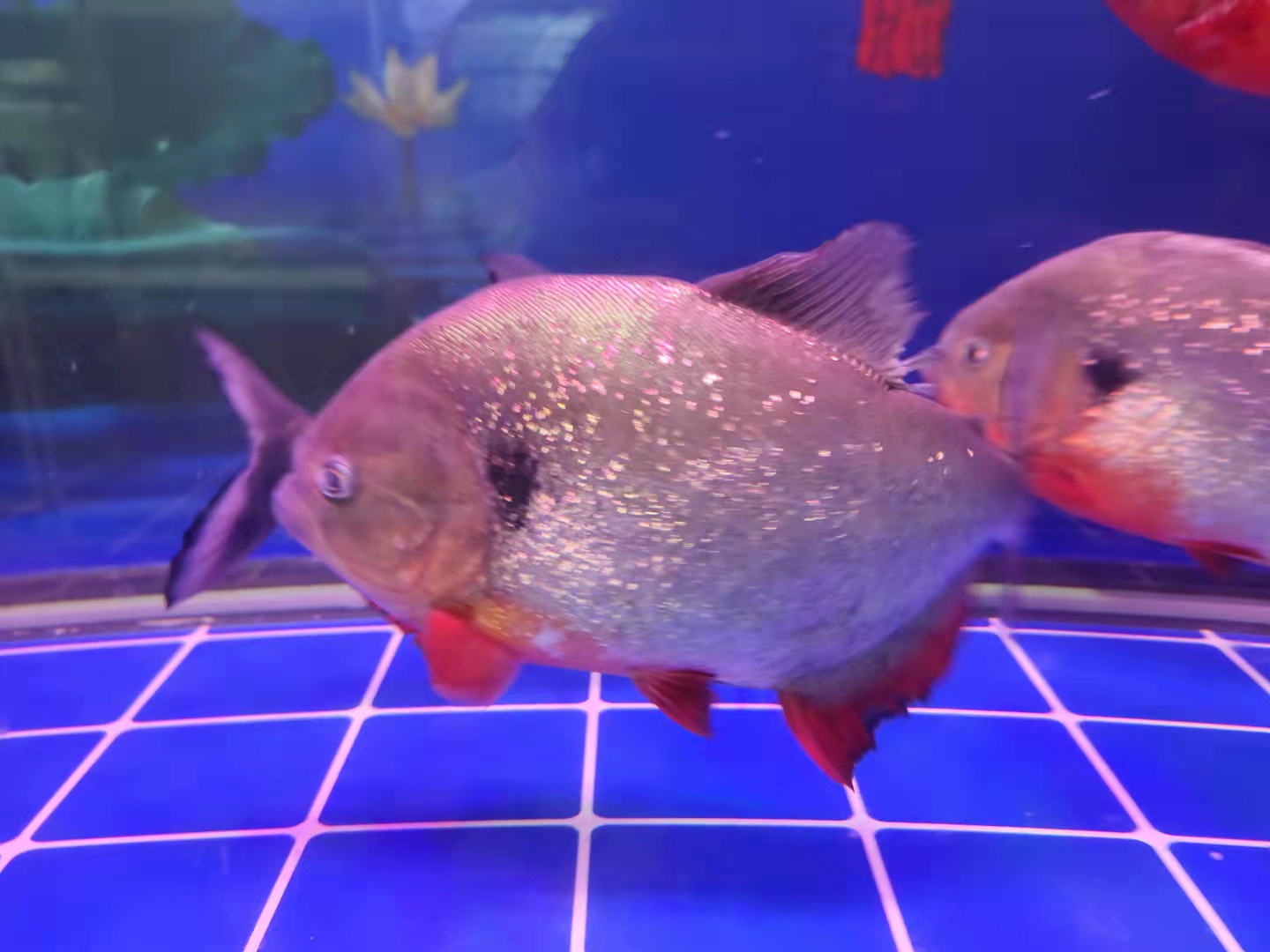 水质不好肯定是第一原因,为什么其他水虎鱼没事?