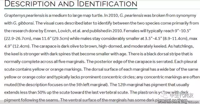 地图龟能长多大（史上最全地图龟的介绍大全）