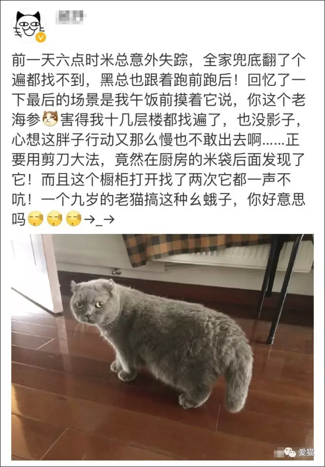 “剪刀大法”真的能找回走丢的猫？我信了