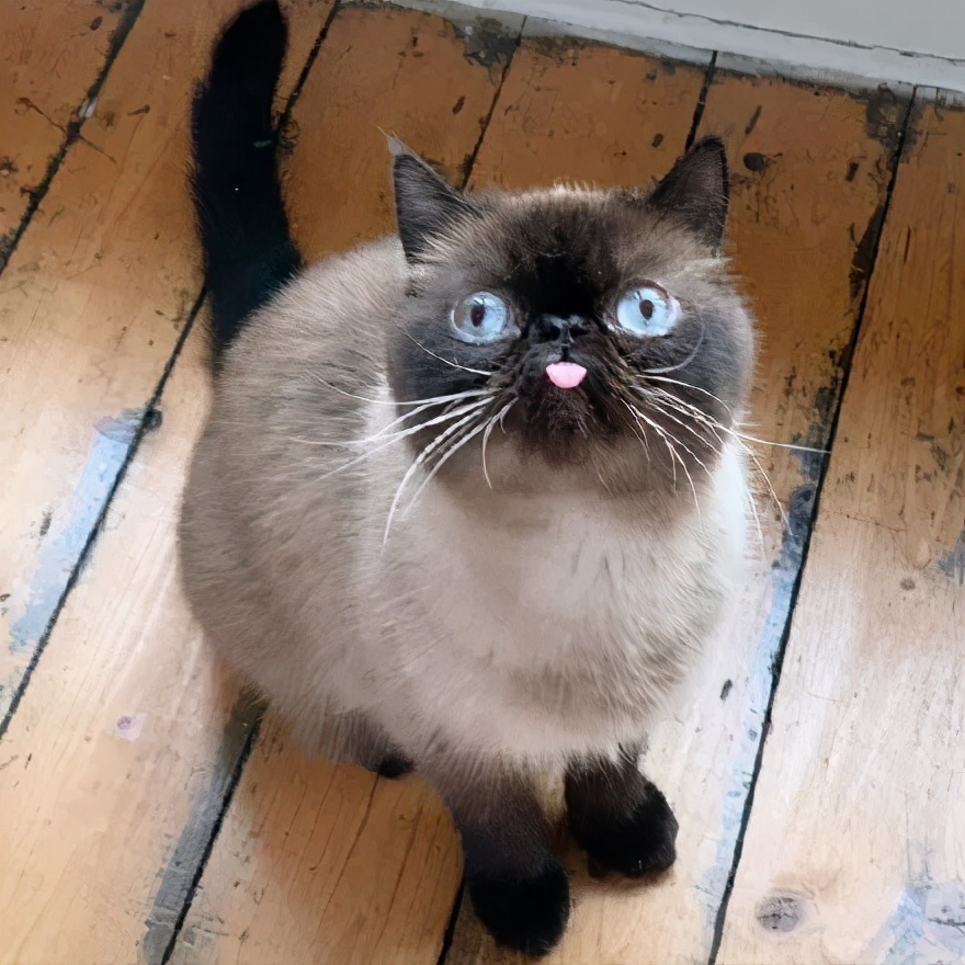 煤球猫是什么品种(爱吐舌头的小煤球来袭)