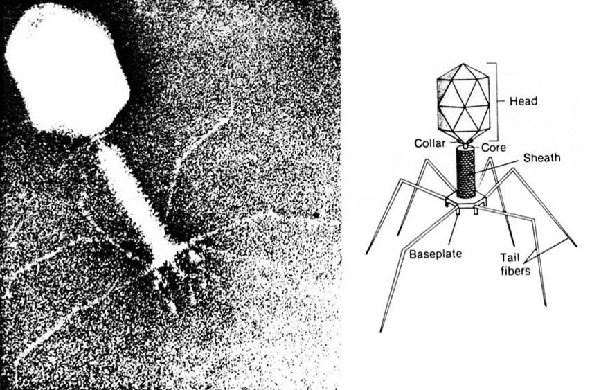 末影噬菌体图片