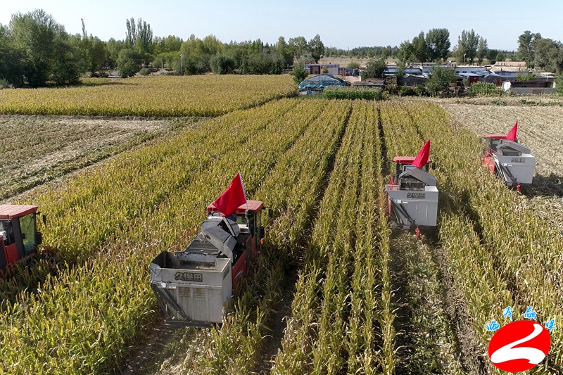 临泽县首次实现制种玉米种植、管理、收割全程机械化
