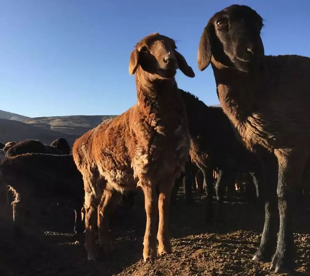新疆特产有哪些 新疆的特产有哪些介绍-起航号